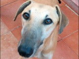Adoption disponible : chienne de couleur champagne de 2 ans
