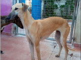 Adoption disponible : chienne de couleur champagne de 2 ans