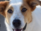 À adopter :  grand chien mâle de 5 ans, marron et blanc