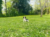 À réserver : 2 chiots femelles Cavalier King Charles, tricolore, LOF