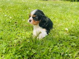 À réserver : 2 chiots femelles Cavalier King Charles, tricolore, LOF