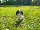 À réserver : 2 chiots femelles Cavalier King Charles, tricolore, LOF