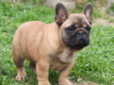 À vendre : 3 chiots Bouledogue Français LOF de 7 mois