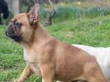 À vendre : 3 chiots Bouledogue Français LOF de 7 mois