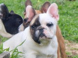 À vendre : 3 chiots Bouledogue Français LOF de 7 mois