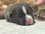 À réserver : 5 chiots Staffordshire Bull Terriers LOF de 3 semaines