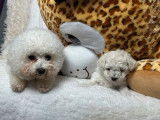 À réserver : 3 chiots Bichon Frisé blanc LOF de 2 mois
