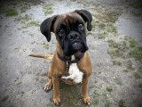 Prêt pour l'adoption : chienne fauve boxer d’1 an