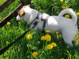 À adopter : chien Terrier Jack Russell marron et blanc de 8 ans