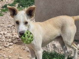Chien Podenco beige de 2 ans prêt pour l'adoption
