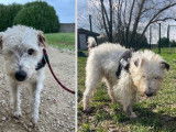 À adopter, chien Fox Terrier blanc de 11 ans