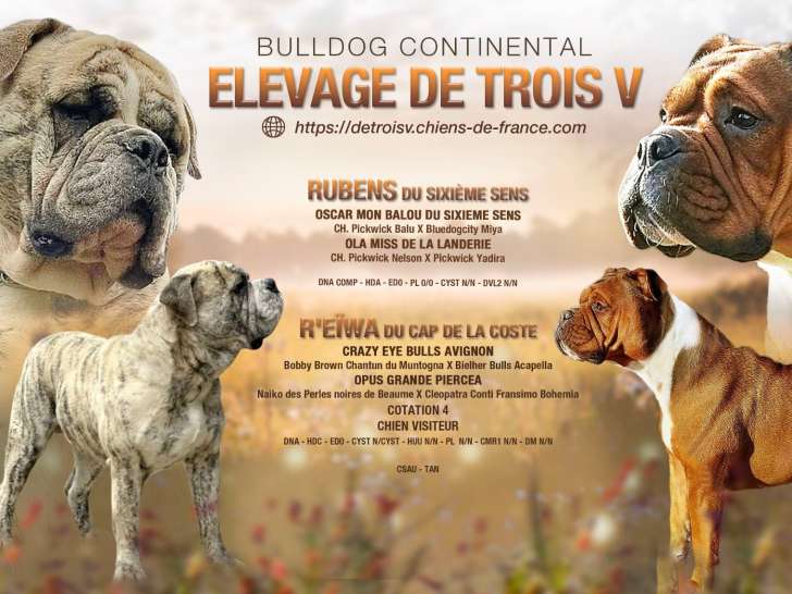 Chiots Bulldog Continental LOF/FCI a naître