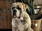 Chiots Bulldog Continental LOF/FCI