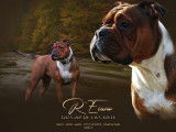 Chiots Bulldog Continental LOF/FCI