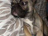 Urio, mâle Bouledogue Français disponible pour saillie