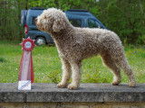 Mâle Lagotto Romagnolo LOF disponible pour saillie
