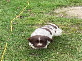 Chiots Springer Anglais à vendre