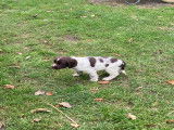 Chiots Springer Anglais à vendre
