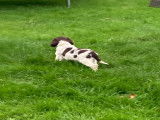 Chiots Springer Anglais à vendre