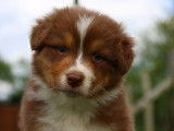 Chiots de race Berger Australien à vendre (6 femelles & 2 mâles)