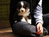 Chiots de race Berger Australien à vendre (6 femelles & 2 mâles)