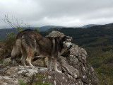 Tango, Malamut d'Alaska, aime surplomber, regarder et humer