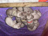 Chiots Braque de Weimar à naître