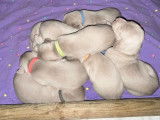 Chiots Braque de Weimar à naître