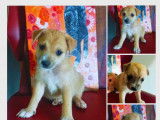 Zodiak, chiot à adopter
