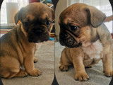 Très beaux chiots Bouledogue Français à vendre