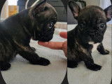 Très beaux chiots Bouledogue Français à vendre