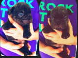 Très beaux chiots Bouledogue Français à vendre