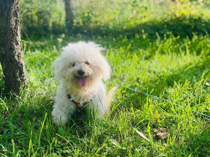 Chiot Bichon Frisé LOF à vendre