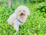 Chiot Bichon Fris&eacute; LOF &agrave; vendre