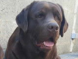 Chiots Labrador chocolat et noirs à vendre