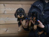Chiots Teckel à poil dur à vendre