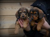 Chiots Teckel à poil dur à vendre