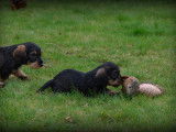 Chiots Teckel à poil dur à vendre
