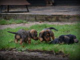 Chiots Teckel à poil dur à vendre