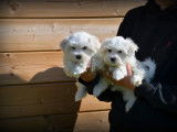 Chiots Bichon Maltais &agrave; vendre