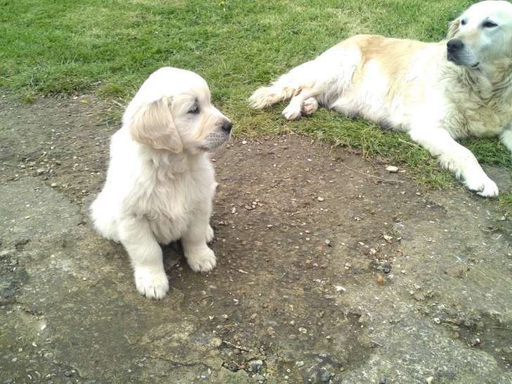 Chiots Golden Retriever à vendre