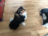 Chien Cavalier King Charles disponible pour saillie