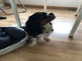 Chien Cavalier King Charles disponible pour saillie