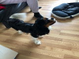 Chien Cavalier King Charles disponible pour saillie