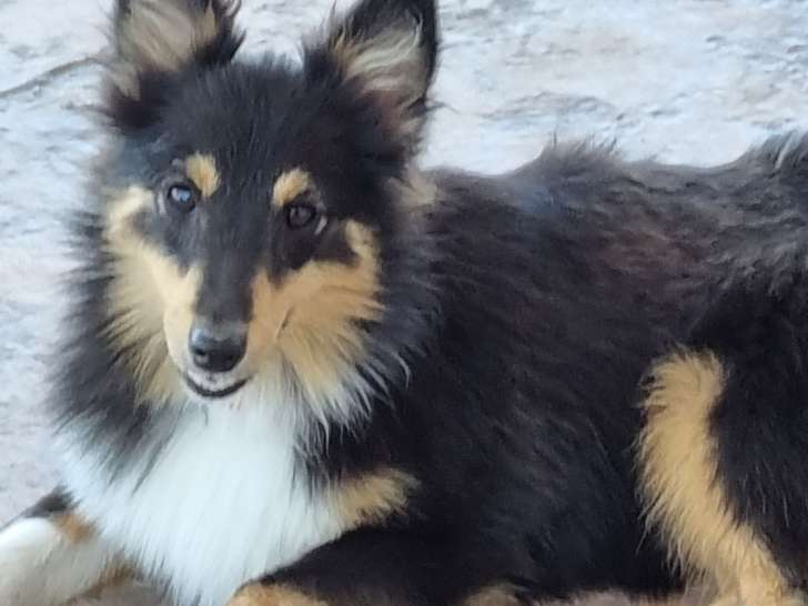 Chiots de race Berger des Shetland à vendre (1 femelle & 1 mâle)