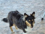 Chiots de race Berger des Shetland à vendre (1 femelle & 1 mâle)