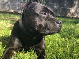 Mâle Staffordshire Bull Terrier de 6 ans à donner