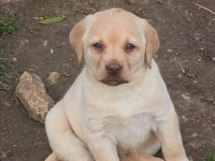 8 chiots Labradors LOF de 2 mois à vendre
