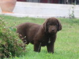 5 chiots Terre-Neuve LOF de 3 mois à vendre