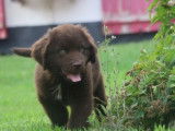 5 chiots Terre-Neuve LOF de 3 mois à vendre
